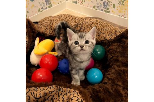成約済の大阪府のアメリカンショートヘア-4184の2枚目