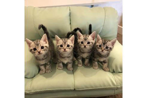 成約済の大阪府のアメリカンショートヘア-4184の1枚目