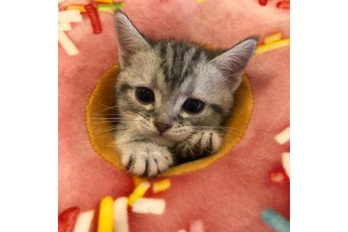 成約済の大阪府のアメリカンショートヘア-4185の4枚目