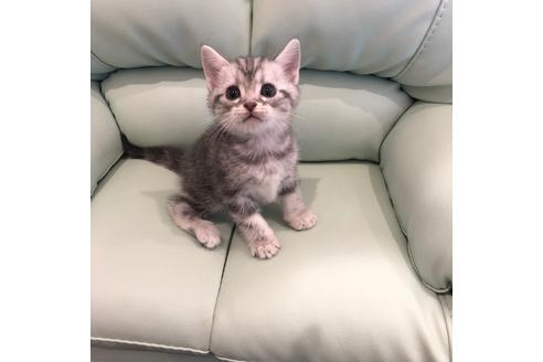 成約済の大阪府のアメリカンショートヘア-4185の3枚目