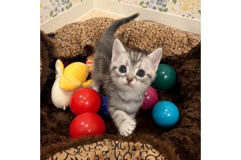 成約済の大阪府のアメリカンショートヘア-4185の2枚目
