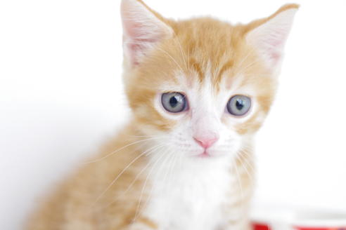 成約済の愛知県のマンチカン-4153の3枚目