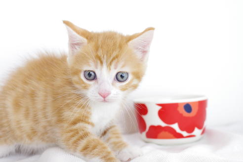 成約済の愛知県のマンチカン-4153の2枚目