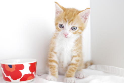 成約済の愛知県のマンチカン-4153の1枚目