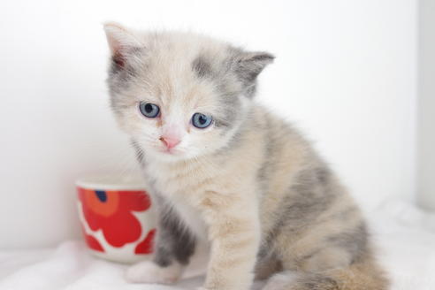 成約済の愛知県のマンチカン-4151の2枚目