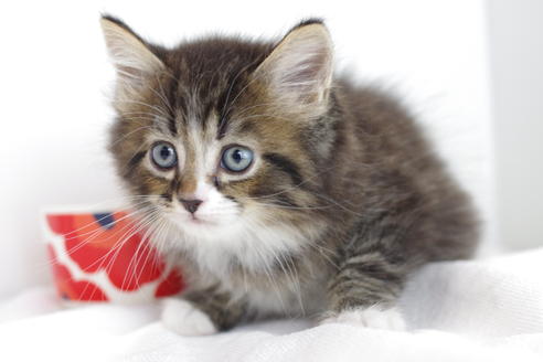 成約済の愛知県のマンチカン-4027の2枚目