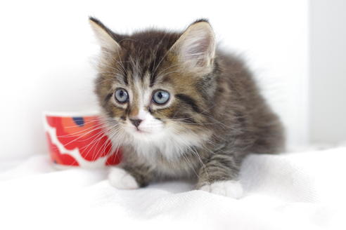 成約済の愛知県のマンチカン-4027の1枚目