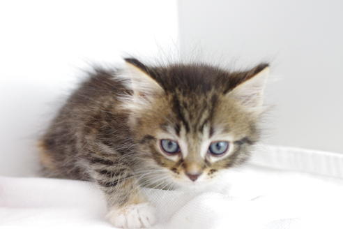 成約済の愛知県のマンチカン-4029の1枚目