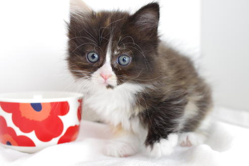 成約済の愛知県のマンチカン-4030の2枚目