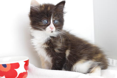 成約済の愛知県のマンチカン-4030の1枚目