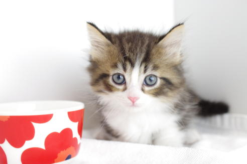 成約済の愛知県のマンチカン-4031の2枚目