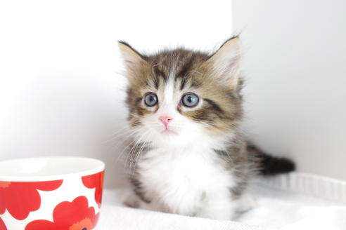 成約済の愛知県のマンチカン-4031の1枚目