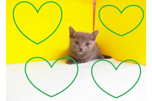 成約済の東京都のロシアンブルー-4252の2枚目