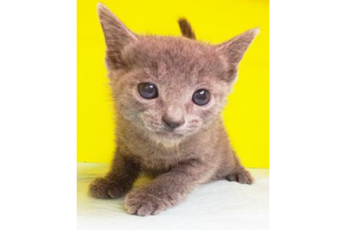 成約済の東京都のロシアンブルー-4252の1枚目