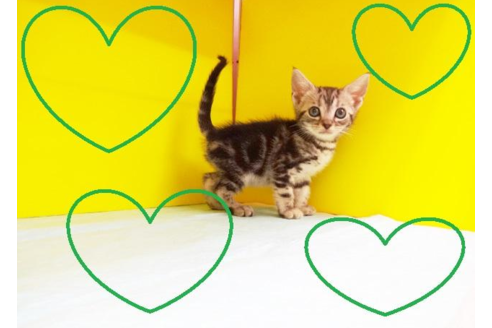 成約済の東京都のアメリカンショートヘア-4257の2枚目