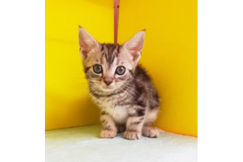 成約済の東京都のアメリカンショートヘア-4257の1枚目