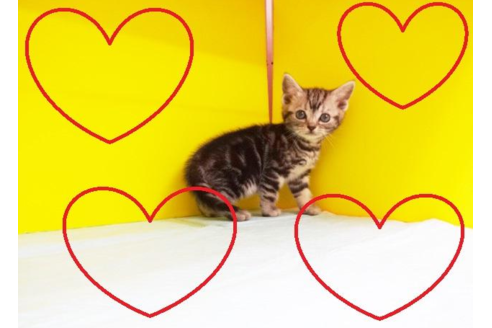 成約済の東京都のアメリカンショートヘア-4258の2枚目