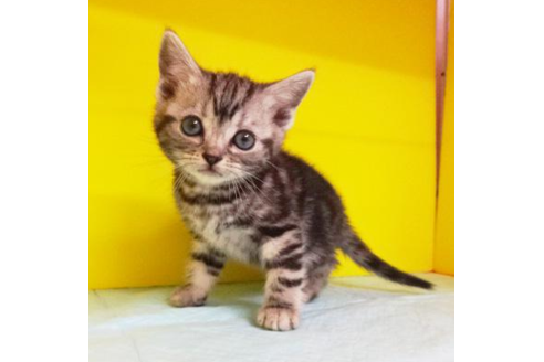 成約済の東京都のアメリカンショートヘア-4258の1枚目