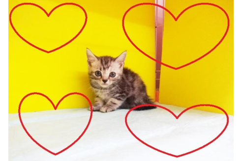 成約済の東京都のアメリカンショートヘア-4259の2枚目