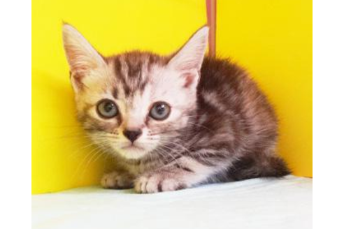 成約済の東京都のアメリカンショートヘア-4259の1枚目