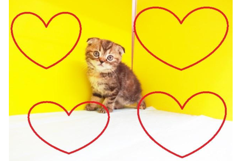 成約済の東京都のスコティッシュフォールド-4260の2枚目