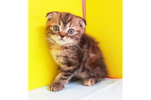 成約済の東京都のスコティッシュフォールド-4260の1枚目