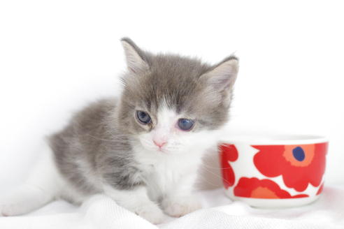 成約済の愛知県のマンチカン-4262の5枚目