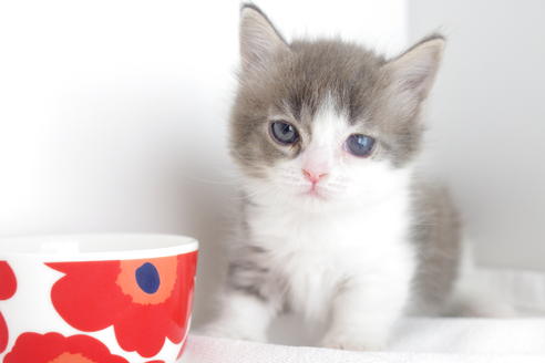 成約済の愛知県のマンチカン-4262の3枚目