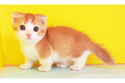 成約済の東京都のマンチカン-4261の2枚目