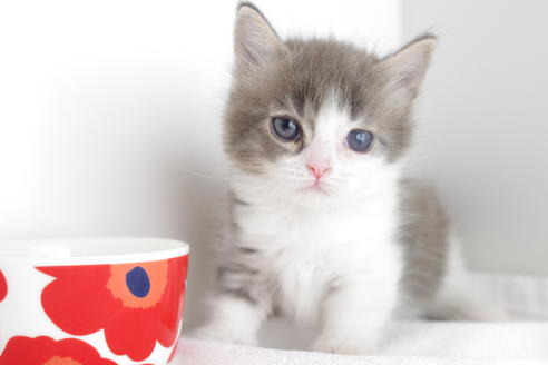 成約済の愛知県のマンチカン-4262の2枚目