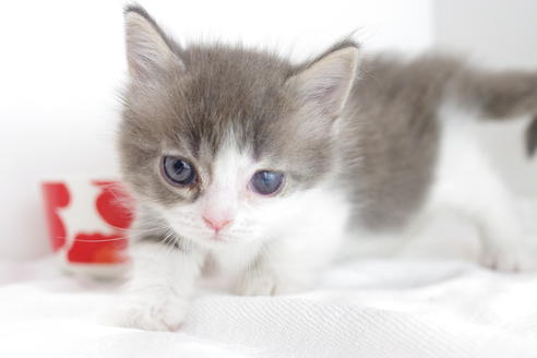 成約済の愛知県のマンチカン-4262の1枚目