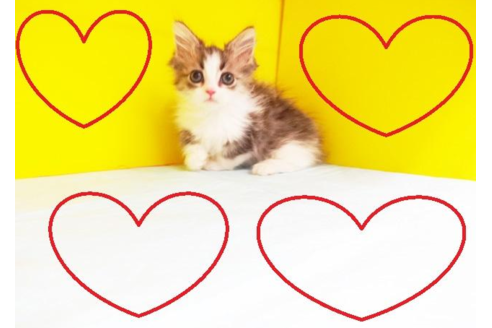 成約済の東京都のマンチカン-4263の2枚目