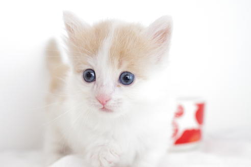 成約済の愛知県のマンチカン-4264の4枚目