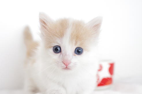 成約済の愛知県のマンチカン-4264の3枚目