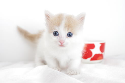 成約済の愛知県のマンチカン-4264の2枚目