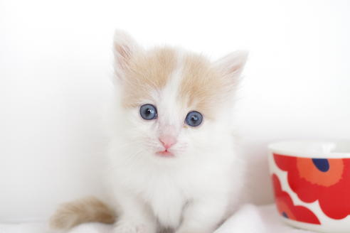 成約済の愛知県のマンチカン-4264の1枚目