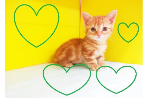 成約済の東京都のマンチカン-4265の2枚目