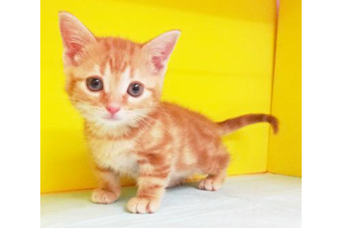 成約済の東京都のマンチカン-4265の1枚目