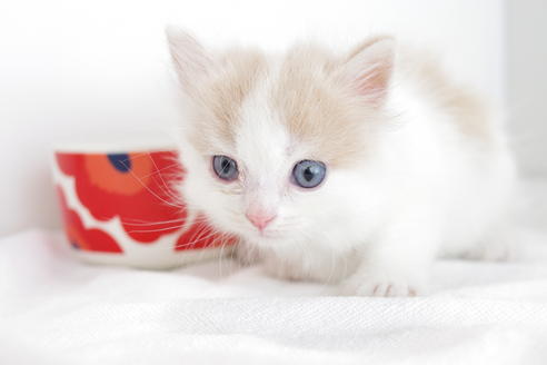 成約済の愛知県のマンチカン-4266の4枚目