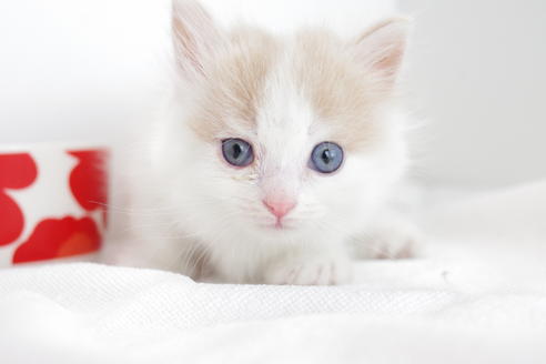 成約済の愛知県のマンチカン-4266の3枚目