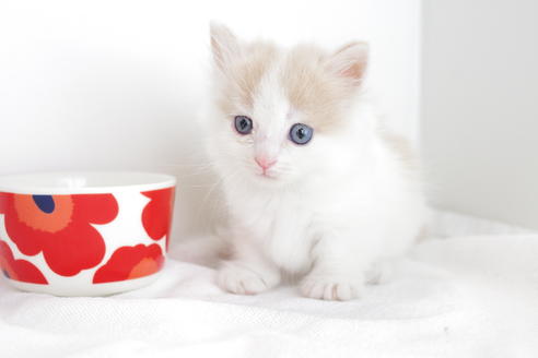 成約済の愛知県のマンチカン-4266の2枚目