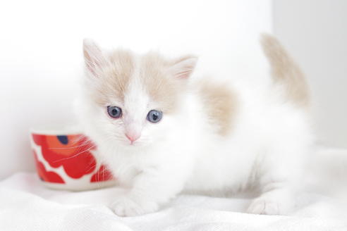 成約済の愛知県のマンチカン-4266の1枚目