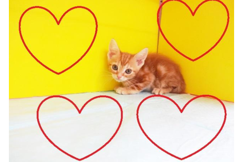 成約済の東京都のアメリカンショートヘア-4267の2枚目