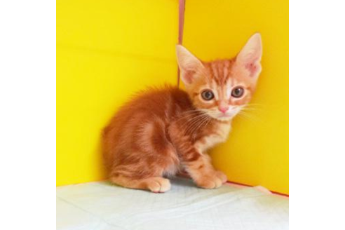 成約済の東京都のアメリカンショートヘア-4267の1枚目