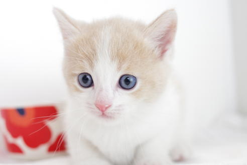 成約済の愛知県のマンチカン-4268の5枚目