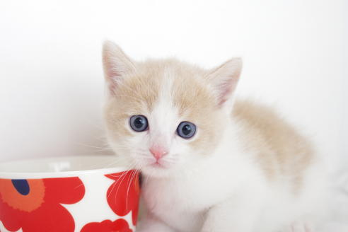 成約済の愛知県のマンチカン-4268の4枚目