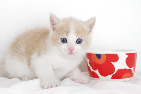 成約済の愛知県のマンチカン-4268の3枚目