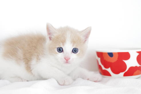 成約済の愛知県のマンチカン-4268の2枚目