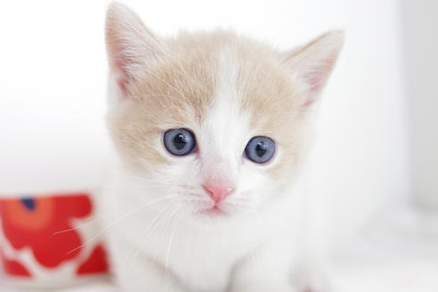 成約済の愛知県のマンチカン-4268の1枚目