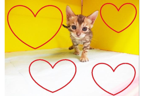 成約済の東京都のベンガル-4269の2枚目